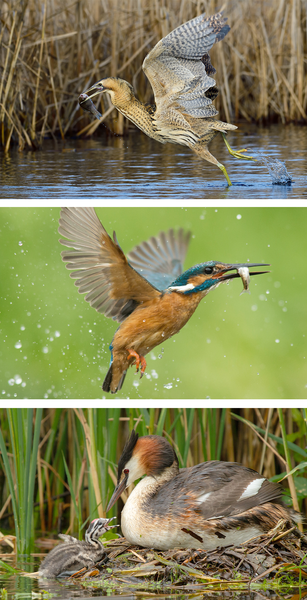 Recognising birds of prey - Norfolk Wildlife Trust